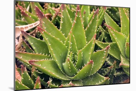 Aloe Brevifolia-Adrian Thomas-Mounted Photographic Print