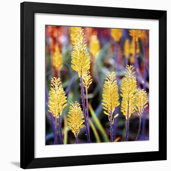 Aloe Buds-Ken Bremer-Framed Giclee Print