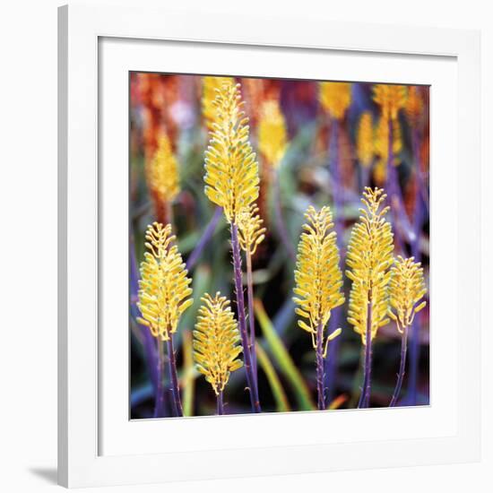 Aloe Buds-Ken Bremer-Framed Giclee Print