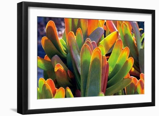 Aloe Fan-Dennis Frates-Framed Giclee Print