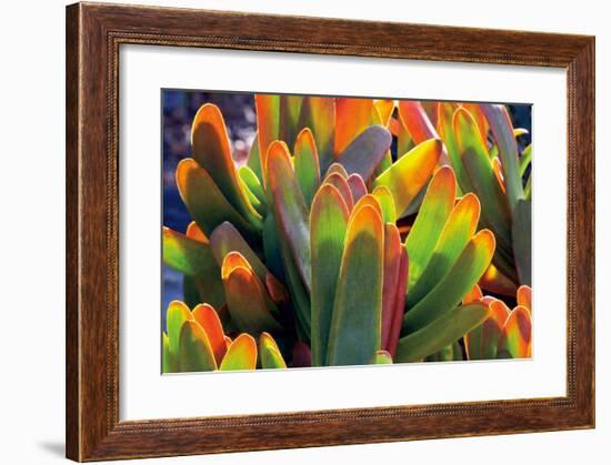 Aloe Fan-Dennis Frates-Framed Giclee Print