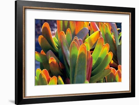 Aloe Fan-Dennis Frates-Framed Giclee Print