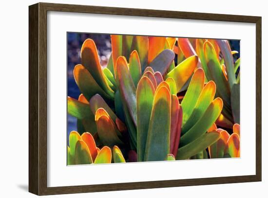 Aloe Fan-Dennis Frates-Framed Giclee Print