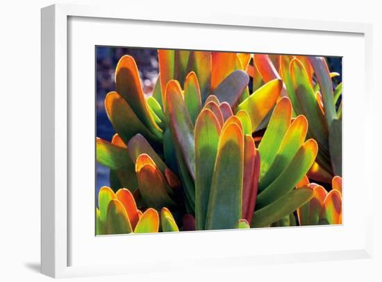 Aloe Fan-Dennis Frates-Framed Giclee Print