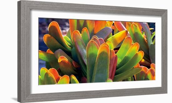 Aloe Fan-Dennis Frates-Framed Art Print