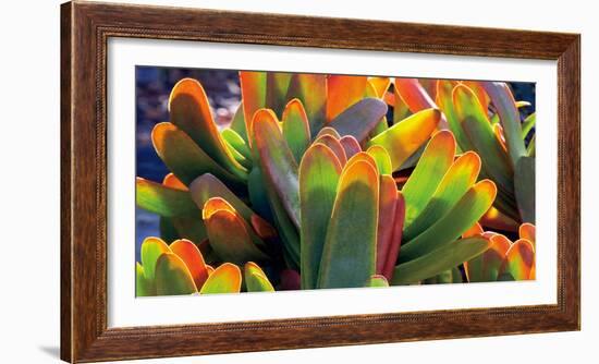 Aloe Fan-Dennis Frates-Framed Art Print