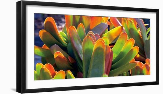 Aloe Fan-Dennis Frates-Framed Art Print