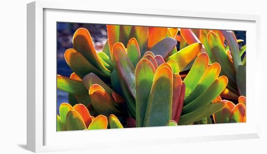 Aloe Fan-Dennis Frates-Framed Art Print