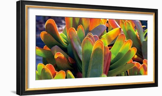 Aloe Fan-Dennis Frates-Framed Art Print