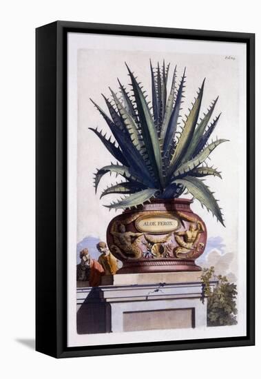 Aloe Ferox, from 'Phytographia Curiosa', Published 1702-Abraham Munting-Framed Premier Image Canvas