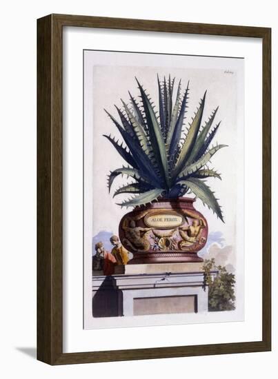 Aloe Ferox, from 'Phytographia Curiosa', Published 1702-Abraham Munting-Framed Giclee Print