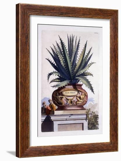 Aloe Ferox, from 'Phytographia Curiosa', Published 1702-Abraham Munting-Framed Giclee Print