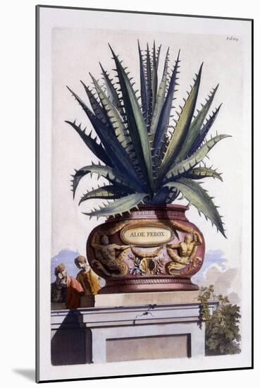 Aloe Ferox, from 'Phytographia Curiosa', Published 1702-Abraham Munting-Mounted Giclee Print