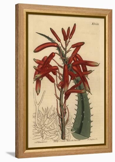 Aloe Humilis (Apple-Green Leaved Aloe, Aloe Virens)-Sydenham Teast Edwards-Framed Premier Image Canvas