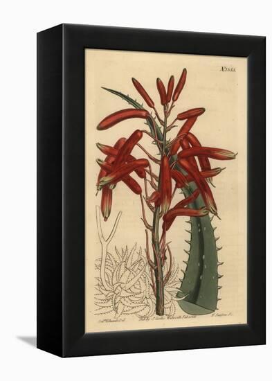 Aloe Humilis (Apple-Green Leaved Aloe, Aloe Virens)-Sydenham Teast Edwards-Framed Premier Image Canvas