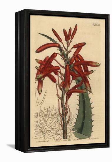 Aloe Humilis (Apple-Green Leaved Aloe, Aloe Virens)-Sydenham Teast Edwards-Framed Premier Image Canvas