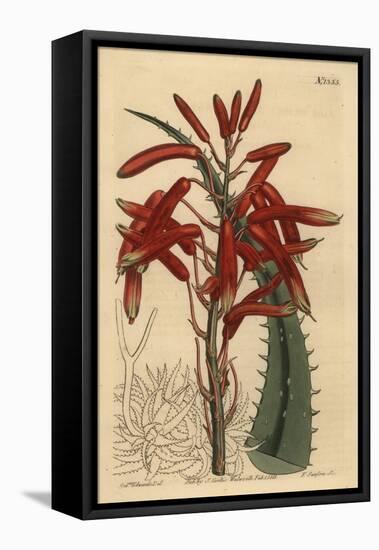 Aloe Humilis (Apple-Green Leaved Aloe, Aloe Virens)-Sydenham Teast Edwards-Framed Premier Image Canvas