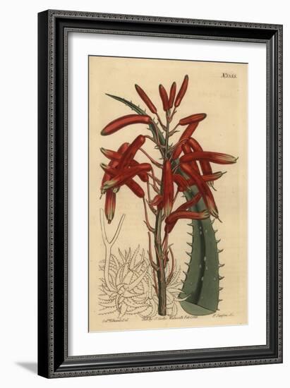 Aloe Humilis (Apple-Green Leaved Aloe, Aloe Virens)-Sydenham Teast Edwards-Framed Giclee Print