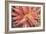 Aloe I-Erin Berzel-Framed Photographic Print