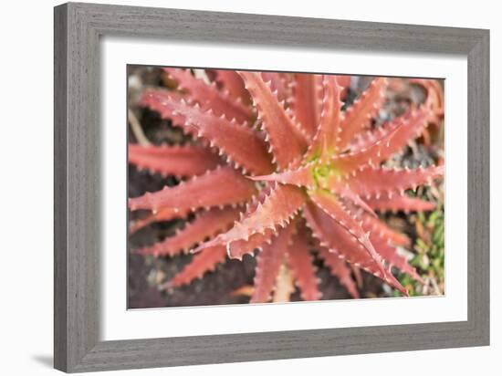 Aloe I-Erin Berzel-Framed Photographic Print