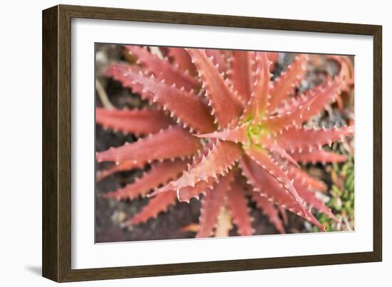 Aloe I-Erin Berzel-Framed Photographic Print