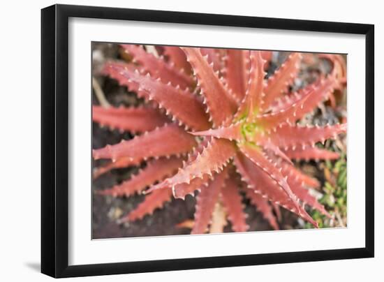 Aloe I-Erin Berzel-Framed Photographic Print