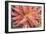 Aloe I-Erin Berzel-Framed Photographic Print