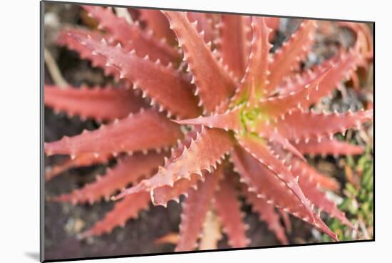 Aloe I-Erin Berzel-Mounted Photographic Print