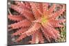 Aloe I-Erin Berzel-Mounted Photographic Print