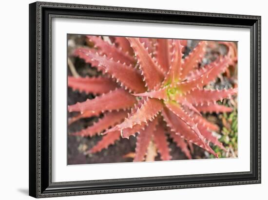 Aloe I-Erin Berzel-Framed Photographic Print