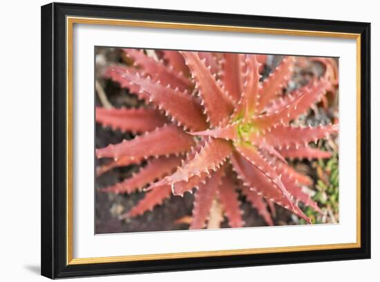 Aloe I-Erin Berzel-Framed Photographic Print