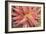 Aloe I-Erin Berzel-Framed Photographic Print