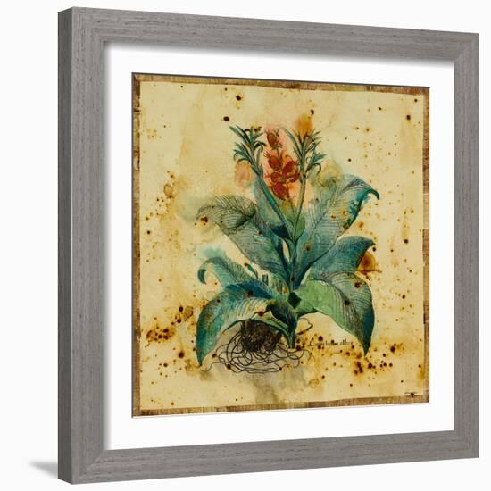 Aloe II-Hollack-Framed Giclee Print