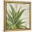 Aloe II-Patricia Pinto-Framed Stretched Canvas