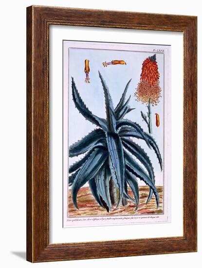 Aloe, Illustration from 'Collection Precieuse Et Enluminee Des Floura', by Pierre Joseph Buchoz,…-Pierre-Joseph Buchoz-Framed Giclee Print