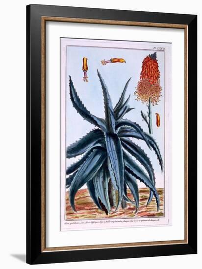 Aloe, Illustration from 'Collection Precieuse Et Enluminee Des Floura', by Pierre Joseph Buchoz,…-Pierre-Joseph Buchoz-Framed Giclee Print