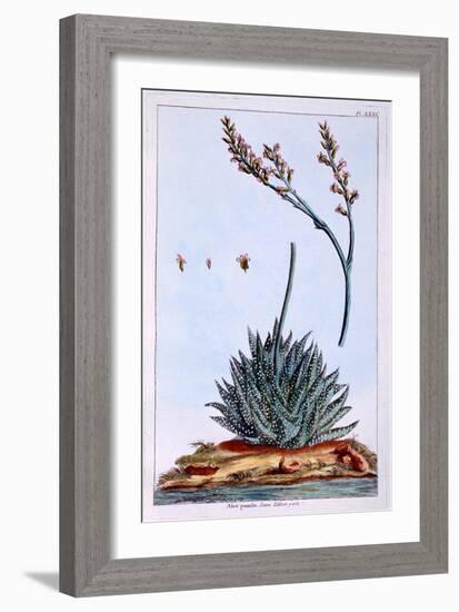 Aloe, Illustration from 'Collection Precieuse Et Enluminee Des Floura', by Pierre Joseph Buchoz,…-Pierre-Joseph Buchoz-Framed Giclee Print