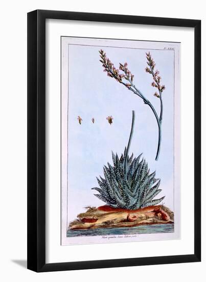 Aloe, Illustration from 'Collection Precieuse Et Enluminee Des Floura', by Pierre Joseph Buchoz,…-Pierre-Joseph Buchoz-Framed Giclee Print