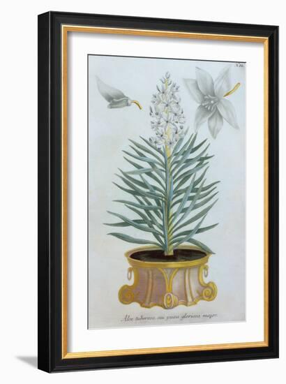 Aloe or the Yucca Tuberosa, 1736 (Engraving)-Georg Dionysius Ehret-Framed Giclee Print