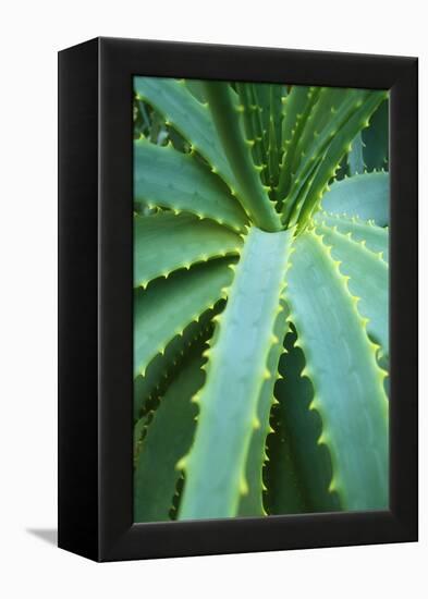 Aloe Plant September-null-Framed Premier Image Canvas