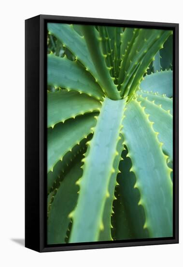 Aloe Plant September-null-Framed Premier Image Canvas