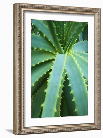 Aloe Plant September-null-Framed Photographic Print