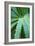 Aloe Plant September-null-Framed Photographic Print