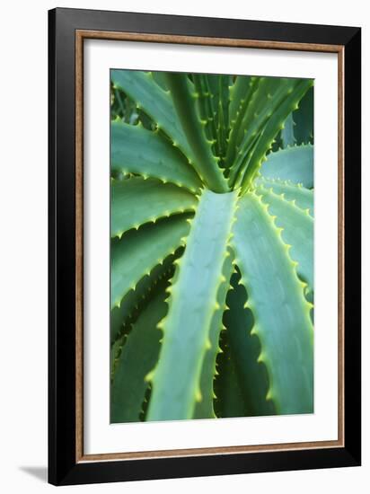 Aloe Plant September-null-Framed Photographic Print