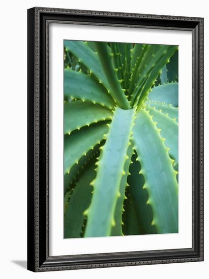 Aloe Plant September-null-Framed Photographic Print