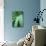 Aloe Plant September-null-Photographic Print displayed on a wall