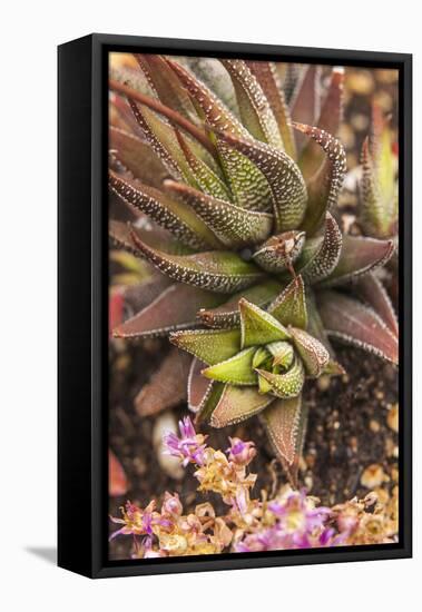 Aloe Plants, Young and Old-Michael Qualls-Framed Premier Image Canvas