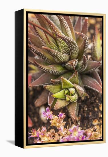 Aloe Plants, Young and Old-Michael Qualls-Framed Premier Image Canvas