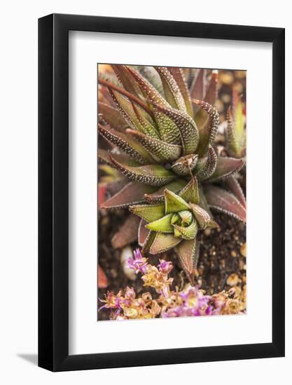 Aloe Plants, Young and Old-Michael Qualls-Framed Photographic Print