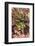 Aloe Plants, Young and Old-Michael Qualls-Framed Photographic Print